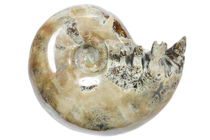 Polished Ammonite (Eotetragonites?) Fossil - Madagascar #349867